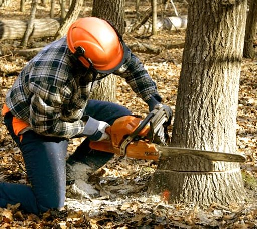 Tree Removal in Proctorsville, VT